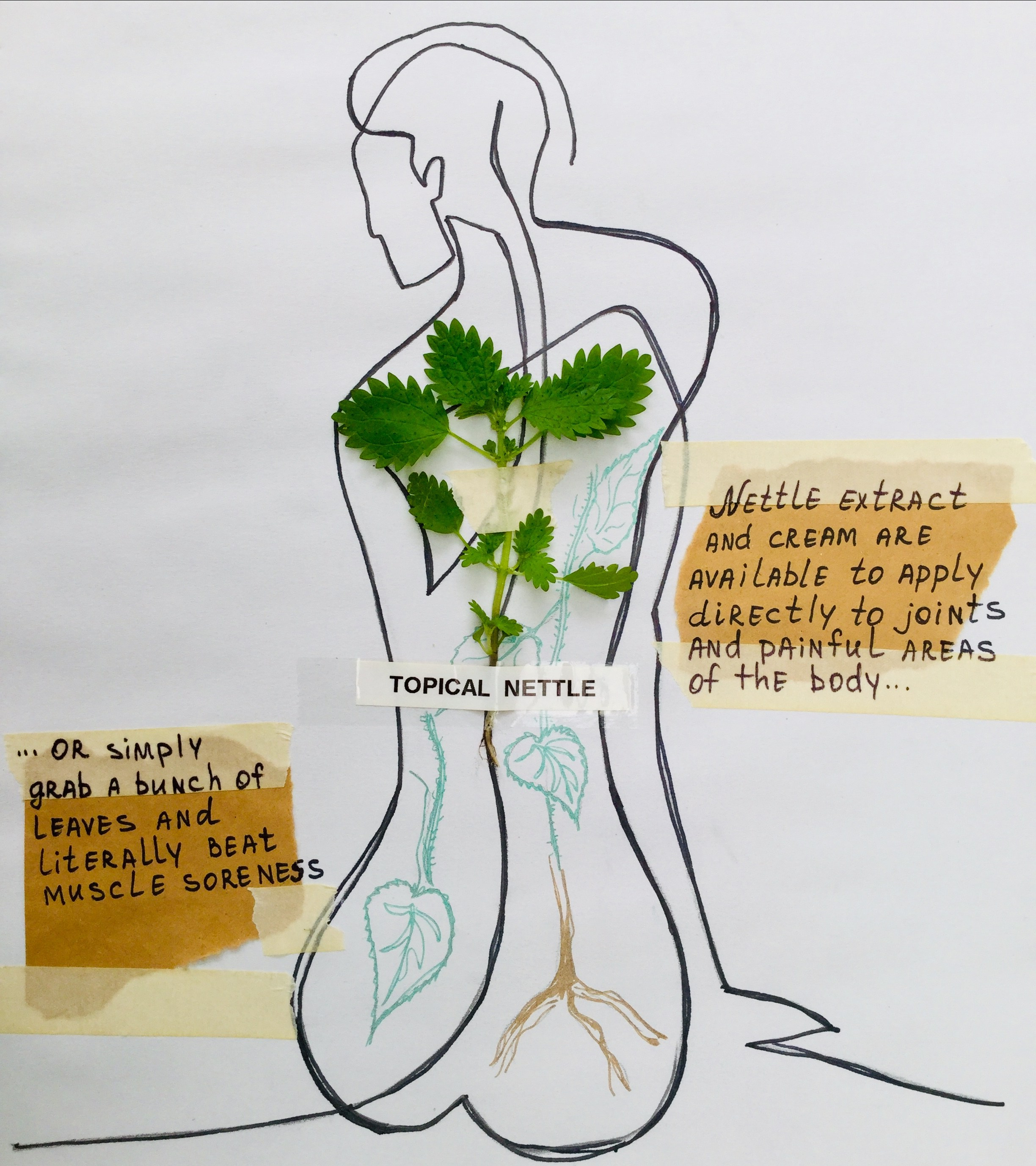 topical application of nettle